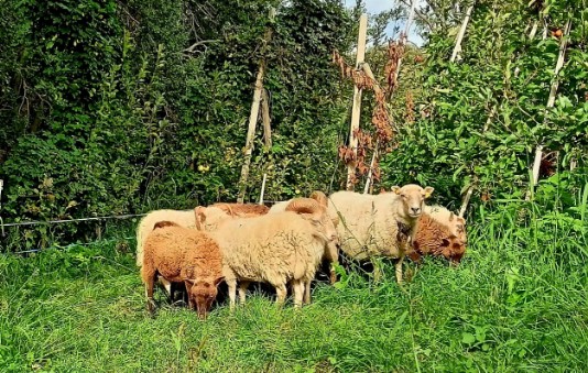 Schafe auf der grünen Weide am Gartnerhof