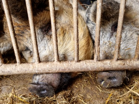 Entspannte Schweine im Stall des Gartnerhofs