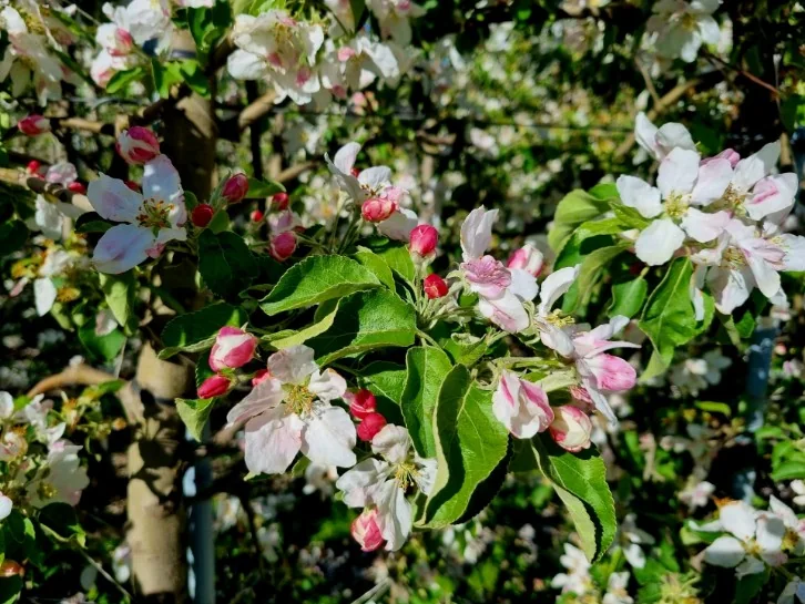 Blühende Apfelbäume in Südtirol