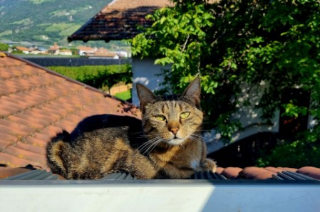 Die Hofkatze auf ihrem sonnigen Aussichtsplatz